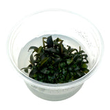 AFA Bucephalandra brownie ghost ulu kapus tissue culture cup