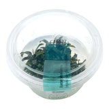 AFA Bucephalandra brownie ghost ulu kapus tissue culture cup