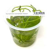 IC351 Tissue Culture  - Nymphoides hydrophylla 'Taiwan'
