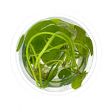 IC351 Tissue Culture  - Nymphoides hydrophylla 'Taiwan'
