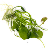 IC351 Tissue Culture  - Nymphoides hydrophylla 'Taiwan'