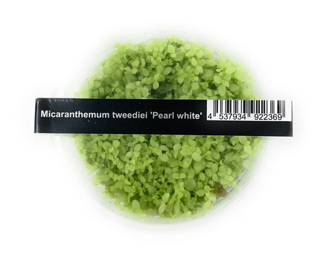 Micranthemum tweediei 'Pearl white'