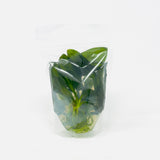 IP329 ADA Tissue Culture - Echinodorus opacus 'saona carlos' type A  (Pouch)