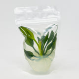 IP330 ADA Tissue Culture - Echinodorus opacus 'Iguazu 2009' type B  (Pouch)