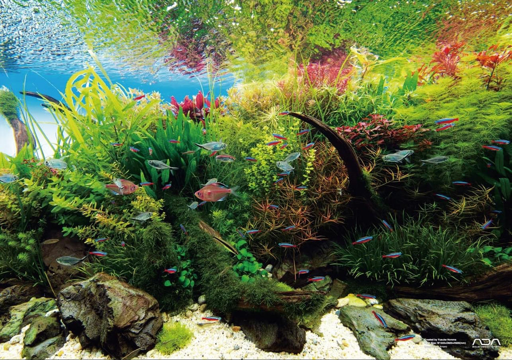 ADA Nature Aquarium Calendar 2024 – Aqua Forest Aquarium
