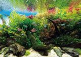 ADA Nature Aquarium Calendar 2024