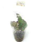 LC137 Jungle plants-Begonia amphioxus  (Jungle plants cup)