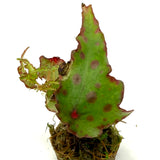 LC137 Jungle plants-Begonia amphioxus  (Jungle plants cup)