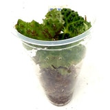 LC318 Jungle plants-Begonia chlorosticta Green (Jungle plants cup)