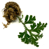 LC921 Jungle plants-Selaginella siamensis 'Peacock' (Jungle plants cup)