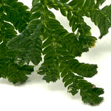 LC921 Jungle plants-Selaginella siamensis 'Peacock' (Jungle plants cup)