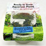 Bucephalandra brownie purple tissue culture cup