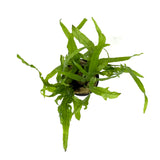 Java fern 'Tident' (Microsorum pteropus 'Trident') WP1366 (potted)