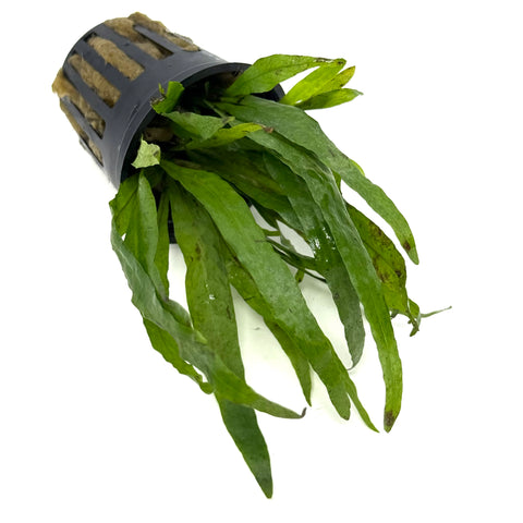 Java fern Narrow leaf (Microsorum pteropus narrow leaf) (potted) – Aqua ...