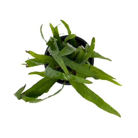 Java fern Narrow leaf (Microsorum pteropus narrow leaf) (potted) – Aqua ...