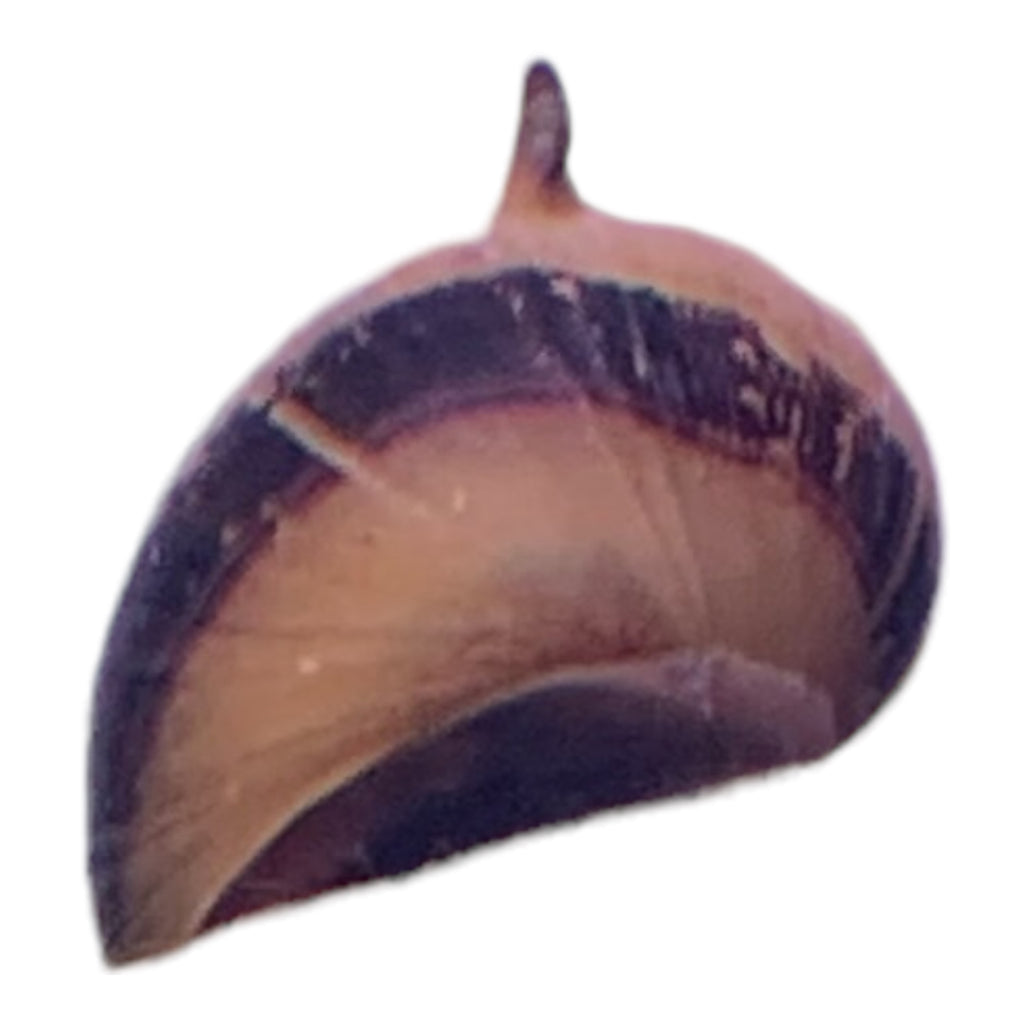 Thorn nerite snail
