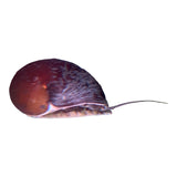 Military Helmet Snail (Nerite pulligera)