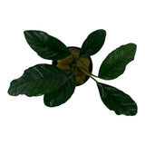 Anubias coffeefolia (potted)