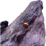 Thorn nerite snails 2