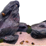 Thorn nerie snails