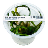 IC353 ADA Tissue Culture  - Cryptocoryne spiralis 'Nari'