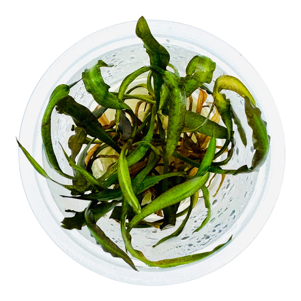 IC353 ADA Tissue Culture  - Cryptocoryne spiralis 'Nari'