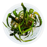 IC353 ADA Tissue Culture  - Cryptocoryne spiralis 'Nari'