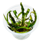 IC353 ADA Tissue Culture  - Cryptocoryne spiralis 'Nari'