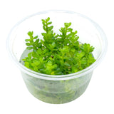 AFA Rotala Bonsai tissue culture cup