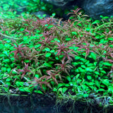 Rotala mexicana Goais