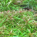 Rotala mexicana 'Goias' 