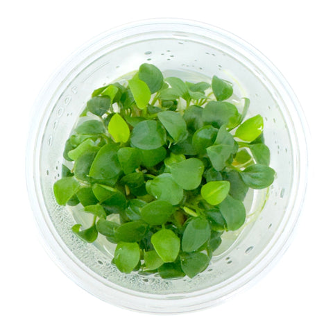 AFA tissue culture-Schismattoglottis prietoi