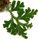 Selaginella siamensis 'Peacock' 