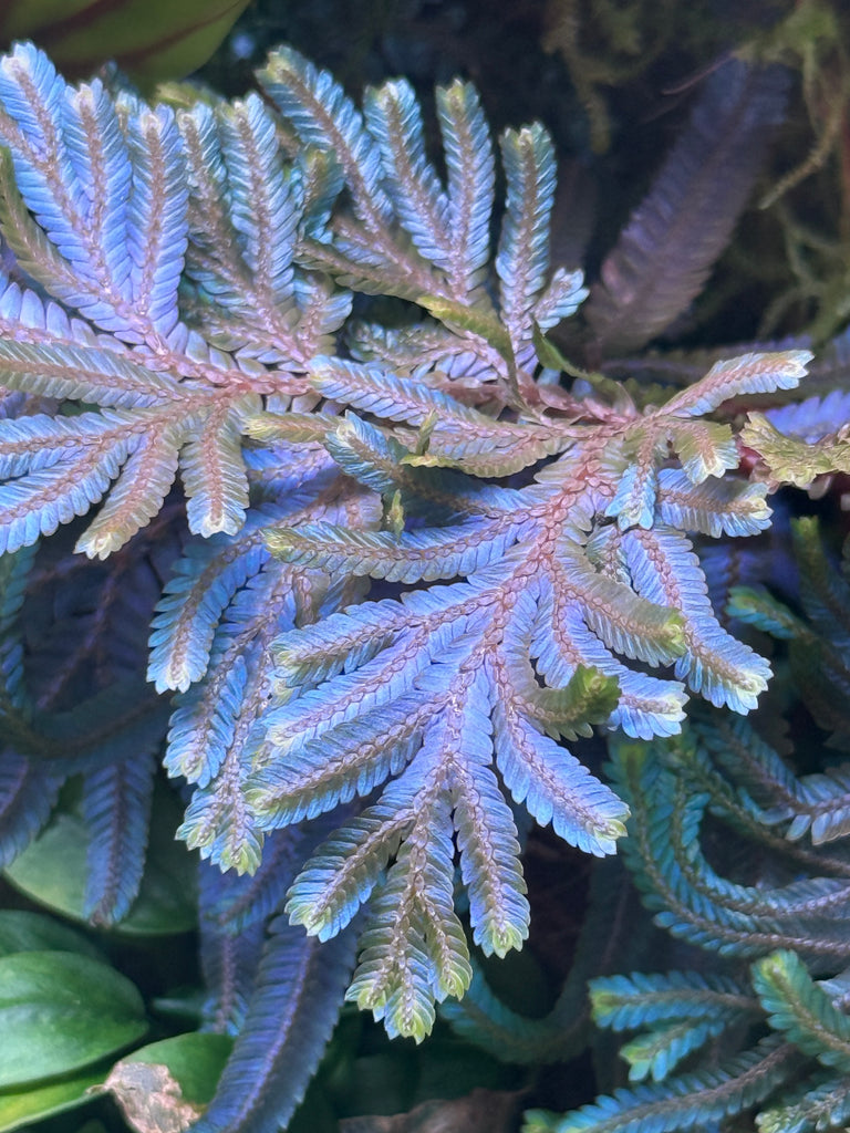 Close-up of a plant with blue-green leaves