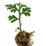 Selaginella siamensis 'Peacock' 