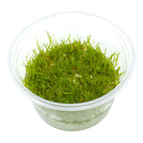 AFA tissue culture-Taxiphyllum barbieri Giant moss