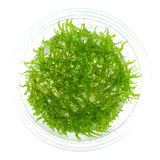 AFA tissue culture-Taxiphyllum spiky moss