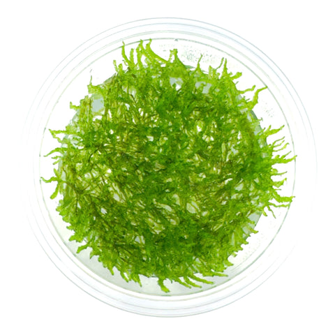 AFA tissue culture-Taxiphyllum spiky moss