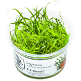 Tropica Aquarium Plants:  Sagittaria subulata 'Needle Leaf'  (TC)  Tropica 1-2-Grow!