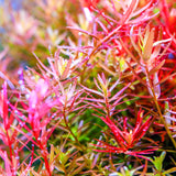 Twinstar LED Light E-Line V with LightControl Pro - Adjustable leg