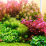 Twinstar LED Light E-Line V with LightControl Pro - Adjustable leg