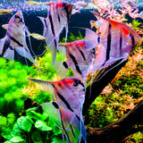 Twinstar LED Light S-LINE V with LightControl Pro - Adjustable legs