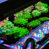 Twinstar LED Light S-LINE V with LightControl Pro - Adjustable legs