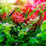 Twinstar LED Light S-LINE V with LightControl Pro - Adjustable legs