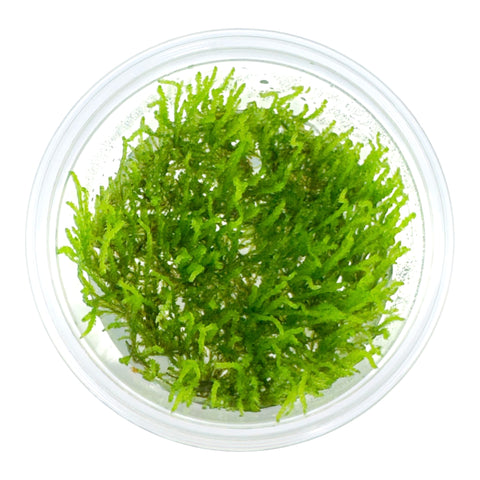 AFA tissue culture Vesicularia Ferriei Weeping moss