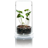 DOOA CELL (glass pot)