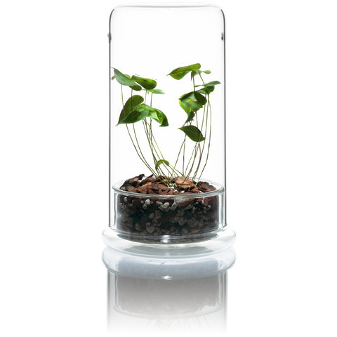 plant cell pots DOOA CELL (glass pot) – Aqua Forest Aquarium