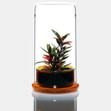 DOOA CELL (glass pot)