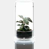 DOOA CELL (glass pot)