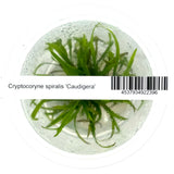 cryptocoryne spiralis 'Caudigera'